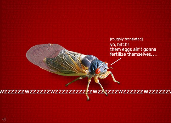 cicada_cad